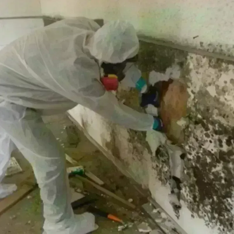 Mold Remediation and Removal in City of Virginia Beach, VA